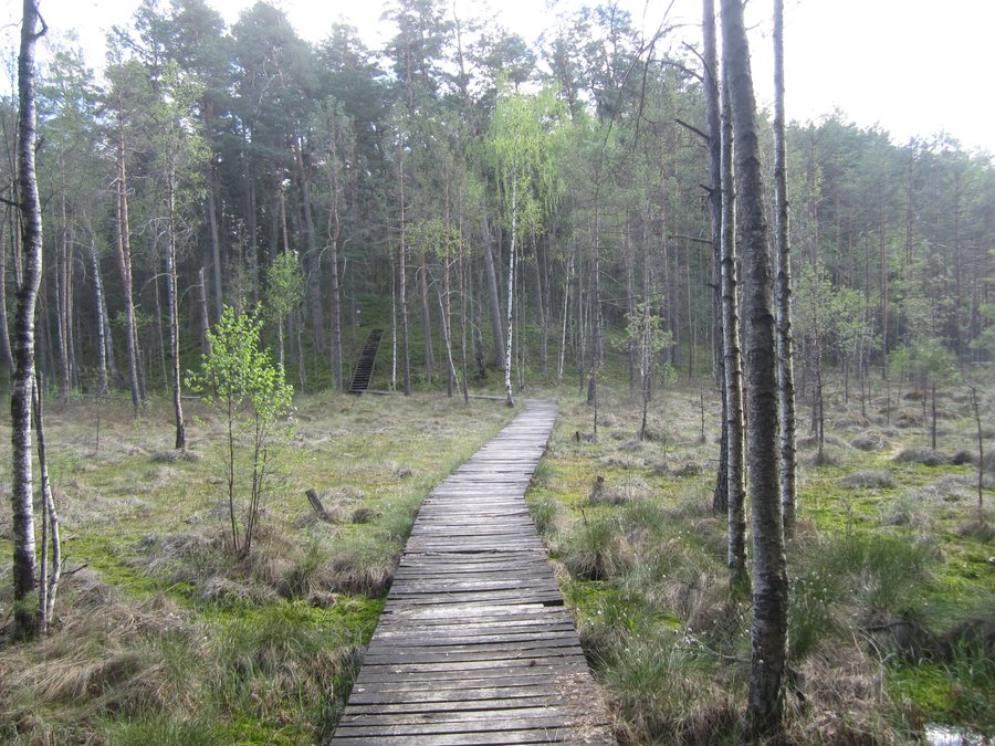 File:Gurakalnė bog.jpg